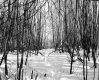 Brigham Property, Forest View