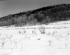 Brigham Property, Snow-Covered Field and Forested Hill