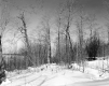 Brigham Property, Field and Trees