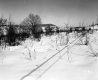 Brigham Property, Field and Trees