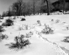 Brigham Property, Field and Trees