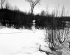 Brigham Property, Field and Forest