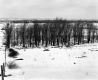 Smith Property, Field and Trees