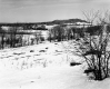 Smith Property, Field and Trees