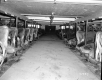 Smith Property, Dairy Barn Interior