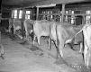 Smith Property, Dairy Barn Interior