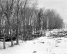 Smith Property, Field and Trees