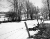 Smith Property, Field and Trees