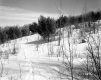 Gates Property, Trees on Hills