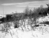 Gates Property, Trees on Hills