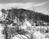 Gates Property, Trees on Hill