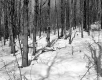 Gates Property, Sap Buckets in Forest