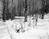 Gates Property, Sap Buckets in Forest