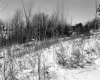 Gates Property, Trees on Hill