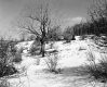 Gates Property, Field and Trees