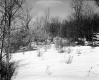 Gates Property, Field and Trees