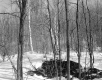 Gates Property, Forest View