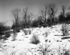 Gates Property, Field and Trees