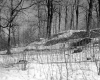 Gates Property, View through Trees
