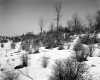 Gates Property, Trees and Shrubs in Field