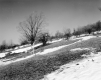 Gates Property, Field and Trees