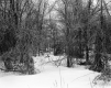 Tessier Property, Forest View