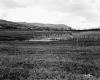 Gratton Property, Crop Fields