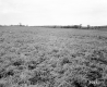 Dussault Property, Farm Fields