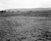 Dussault Property, Farm Fields