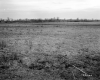 Dussault Property, Farm Fields