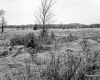 Hubbard Property, Field and Trees