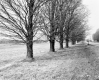 Hubbard Property, Field and Trees