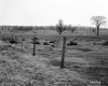 Hubbard Property, Farm Fields