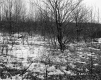 Hamlen Property, Forest View