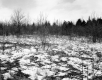 Hamlen Property, Field and Forest