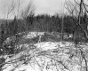 Hamlen Property, View toward Forest