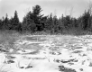 Hamlen Property, Field and Forest