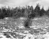 Hamlen Property, Field and Forest