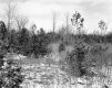 Hamlen Property, View toward Forest