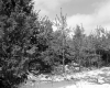 Hamlen Property, View toward Forest