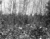 Hamlen Property, Forest View