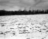 Hamlen Property, Field and Forest