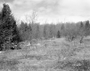 Hamlen Property, Field and Forest