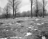 Wilder Property, Field and Forest