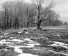 Wilder Property, Field and Forest