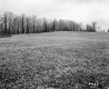 Wilder Property, Field and Forest