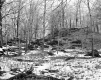 Wilder Property, Forest View