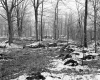 Wilder Property, Forest View