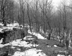 Wilder Property, Forest View