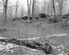 Wilder Property, Forest View